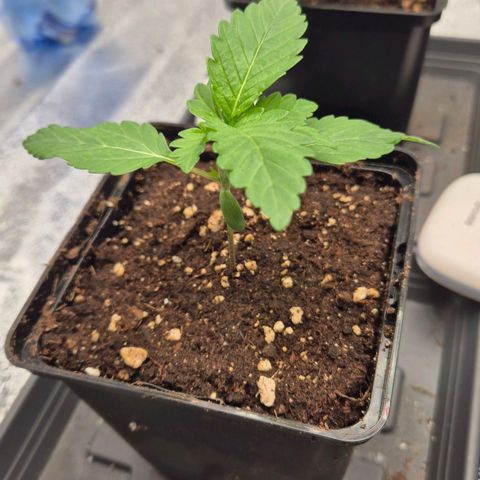 Wedding Gelato 2 growlog timeline photo