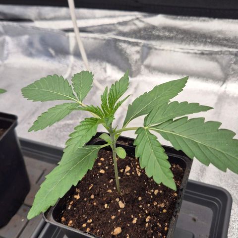 Royal Gorilla 1 growlog timeline photo