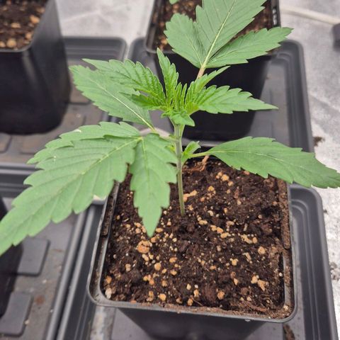 Royal Gorilla 2 growlog timeline photo