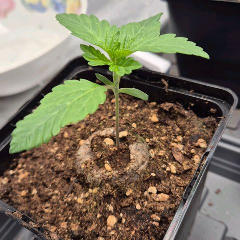 Wedding Gelato 2 growlog timeline photo