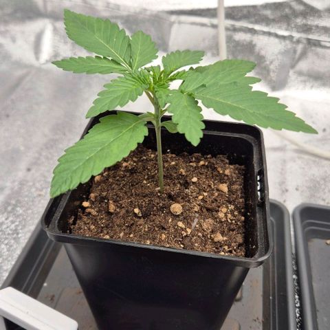 Wedding Gelato 1 growlog timeline photo