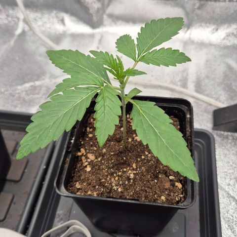 Royal Gorilla 1 growlog timeline photo