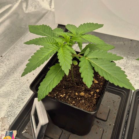 Wedding Gelato 1 growlog timeline photo