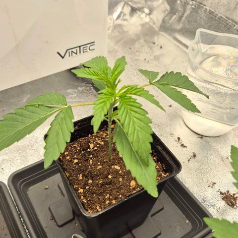 Royal Gorilla 1 growlog timeline photo