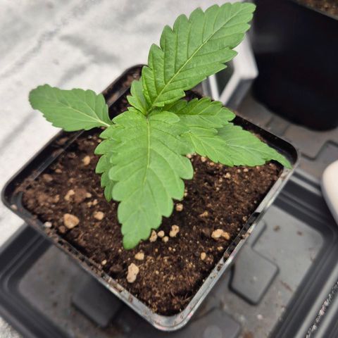 Wedding Gelato 2 growlog timeline photo