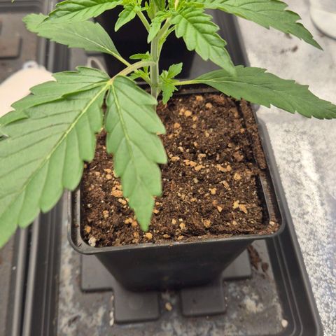Royal Gorilla 2 growlog timeline photo