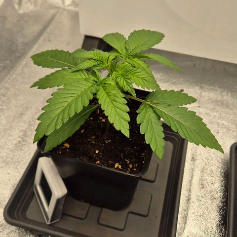 Wedding Gelato 1 growlog timeline photo