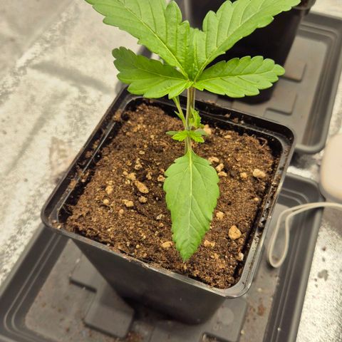 Wedding Gelato 2 growlog timeline photo