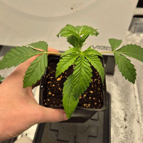 Royal Gorilla 1 growlog timeline photo