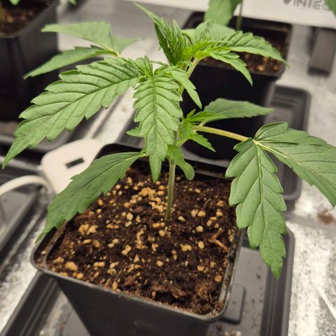 Royal Gorilla 2 growlog timeline photo