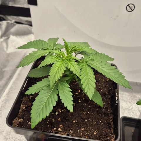 Wedding Gelato 1 growlog timeline photo