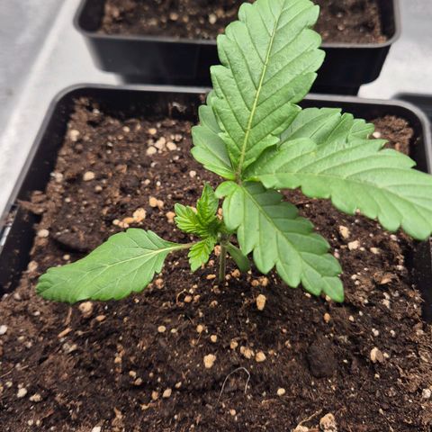 Wedding Gelato 2 growlog timeline photo