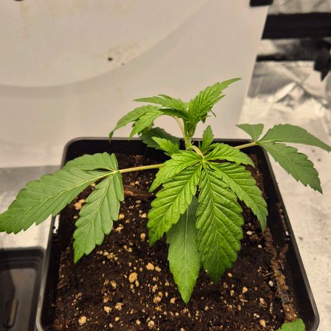 Royal Gorilla 1 growlog timeline photo