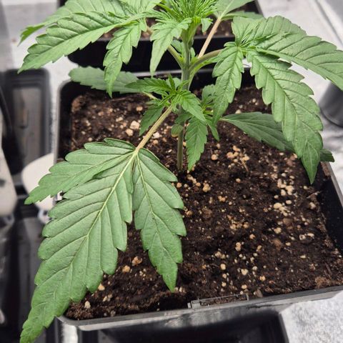 Royal Gorilla 2 growlog timeline photo