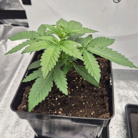 Wedding Gelato 1 growlog timeline photo