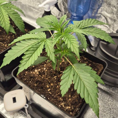 Royal Gorilla 2 growlog timeline photo