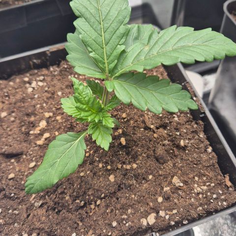 Wedding Gelato 2 growlog timeline photo
