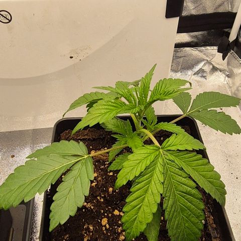 Royal Gorilla 1 growlog timeline photo