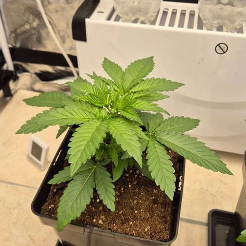 Wedding Gelato 1 growlog timeline photo