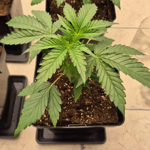 Royal Gorilla 2 growlog timeline photo
