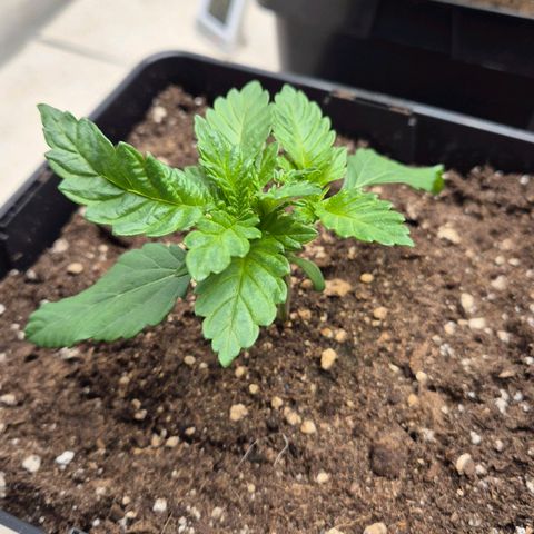 Wedding Gelato 2 growlog timeline photo