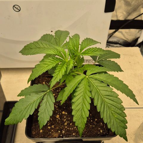 Royal Gorilla 1 growlog timeline photo