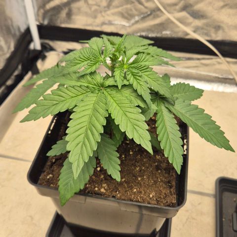 Wedding Gelato 1 growlog timeline photo