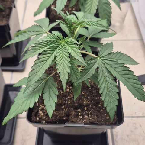Royal Gorilla 2 growlog timeline photo