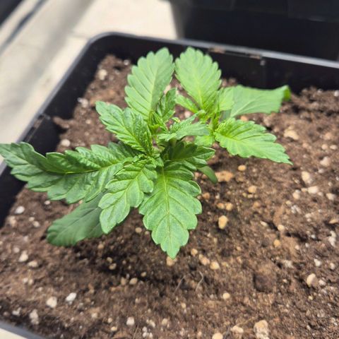 Wedding Gelato 2 growlog timeline photo