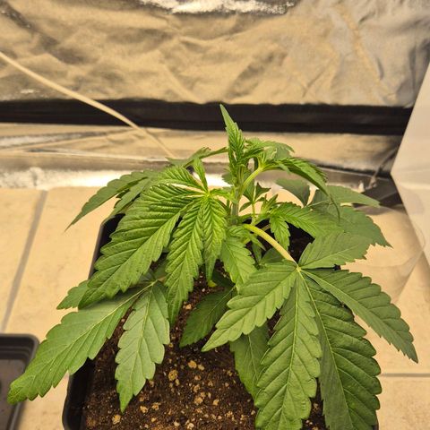 Royal Gorilla 1 growlog timeline photo
