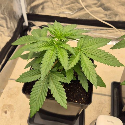 Wedding Gelato 1 growlog timeline photo