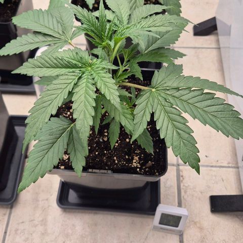 Royal Gorilla 2 growlog timeline photo