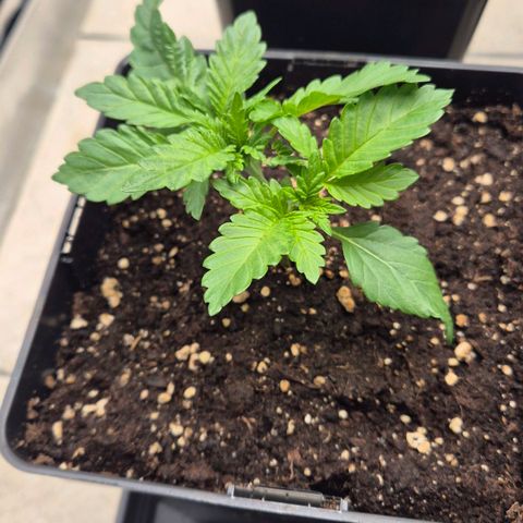 Wedding Gelato 2 growlog timeline photo