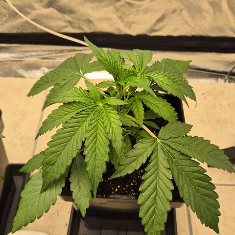 Royal Gorilla 1 growlog timeline photo