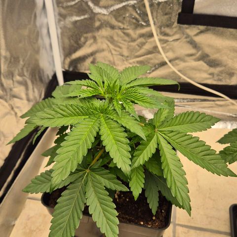 Wedding Gelato 1 growlog timeline photo