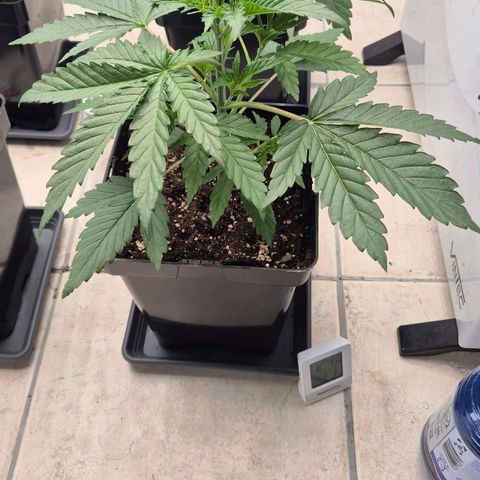 Royal Gorilla 2 growlog timeline photo