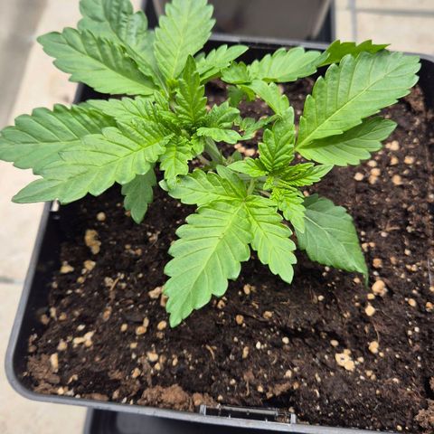 Wedding Gelato 2 growlog timeline photo