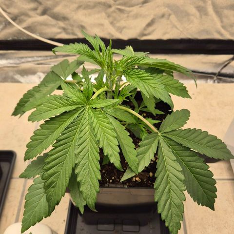 Royal Gorilla 1 growlog timeline photo