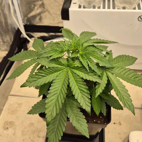 Wedding Gelato 1 growlog timeline photo