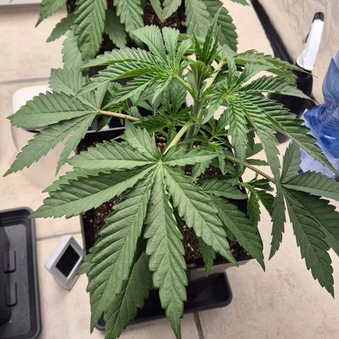Royal Gorilla 2 growlog timeline photo