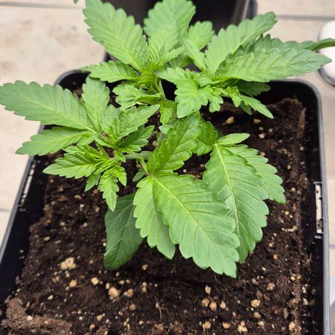 Wedding Gelato 2 growlog timeline photo