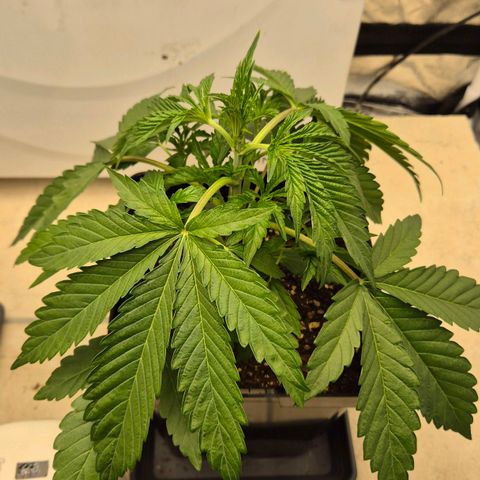 Royal Gorilla 1 growlog timeline photo