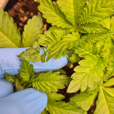 Wedding Gelato 2 growlog timeline photo