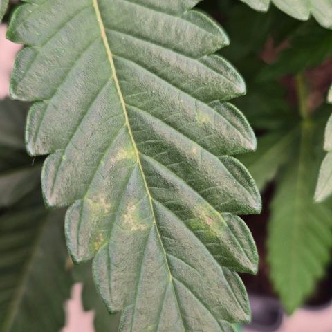 Wedding Gelato 1 growlog timeline photo