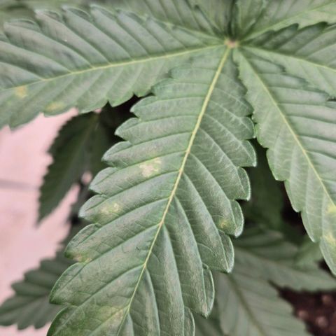 Wedding Gelato 1 growlog timeline photo
