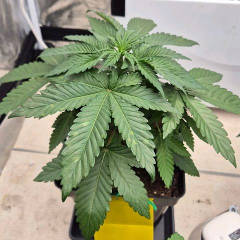 Wedding Gelato 1 growlog timeline photo