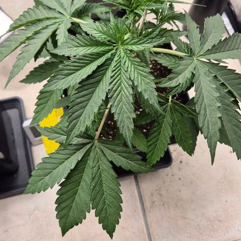 Royal Gorilla 2 growlog timeline photo
