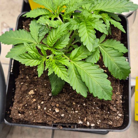 Wedding Gelato 2 growlog timeline photo