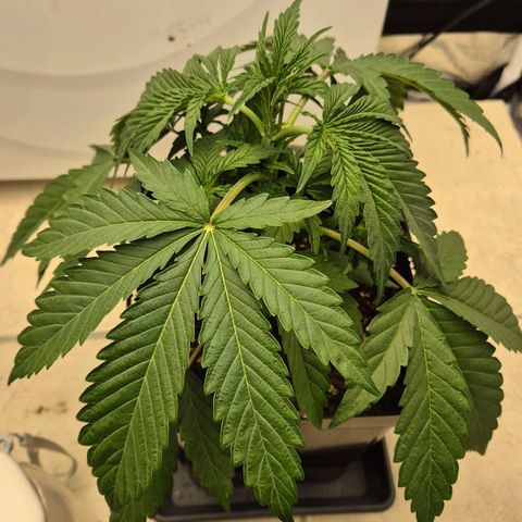 Royal Gorilla 1 growlog timeline photo