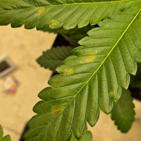 Wedding Gelato 1 growlog timeline photo